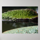 Search for padding posters Lotus