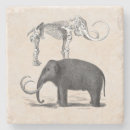Search for extinct animals Woolly mammoth