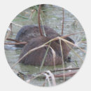Search for aquatic animal stickers Wildlife