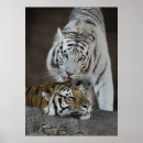 Search for black white tiger posters Portrait