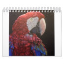 Search for parrot calendars Macaw