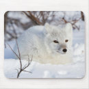 Search for arctic fox mousepads Danita delimont