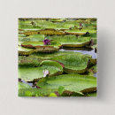 Search for amazons badges Tropical
