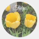 Search for yellow tulips stickers Plants