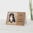Search for bernese mountain dog birthday cards Funny