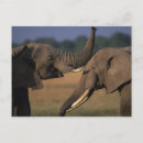 Search for masai mara postcards Elephant