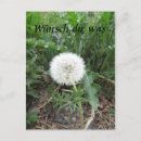 Search for purebred postcards Plant