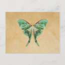 Search for luna moth postcards Green