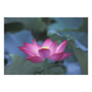 Search for hangzhou art Bloom