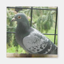 Search for pigeons magnets Photography