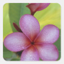 Search for south pacific stickers Scenic