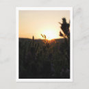 Search for sunrise postcards Landscape