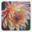 Search for dahlia stickers Nature