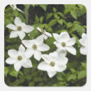 Search for dogwood stickers Blossom