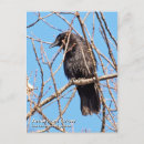Search for corvidae Nature