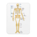 Search for skull rectangular magnets Skeleton