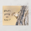 Search for cute squirrel pictures postcards Funny