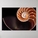 Search for sequence posters Fibonacci