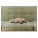 Search for sleeping kitchen dining Dog