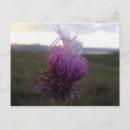 Search for grain postcards Field