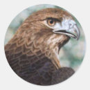 Search for red tails stickers Bird