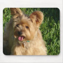 Search for yorkshire electronics Canine