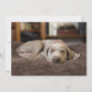 Search for weimaraner cards Puppy