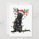Search for funny cat christmas invitations Reindeer