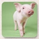 Search for piglet coasters Nature