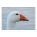 Search for beak art Orange