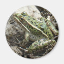 Search for leopard frog Frogs