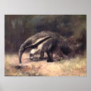 Search for anteaters posters Grasslands