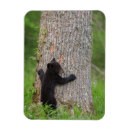 Search for black bear magnets Jaynes gallery