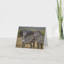 Search for wild zebra cards Mammal