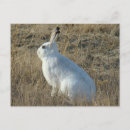 Search for snowshoing postcards Hare