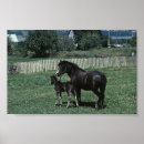 Search for mare posters Pony
