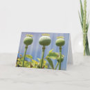 Search for pod cards Nature