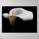Search for white lily posters Plant