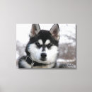 Search for malamute art Husky