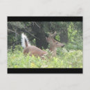 Search for bambi postcards Deer