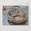 Search for anas postcards Wildlife