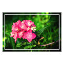 Search for hydrangea photo posters Leaves