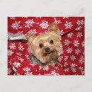 Search for yorkie lover postcards Cute