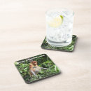 Search for monkey drinking photography Monkeys