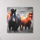 Search for black stallion canvas prints Black and white