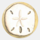 Search for sandollar Sea shells