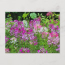 Search for whisker postcards White