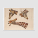 Search for giraffe tissue paper Ephemera