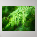 Search for rain forest art Nature