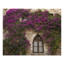 Search for pink bougainvillea flowers posters Purple
